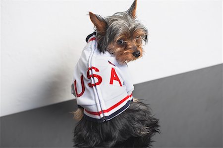 Yorkshire Terrier Wearing Sweater Foto de stock - Direito Controlado, Número: 700-01429085