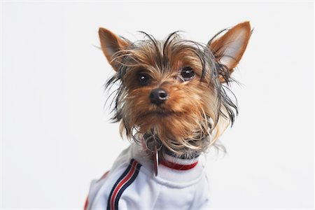 Portrait of Yorkshire Terrier Wearing Sweater Foto de stock - Con derechos protegidos, Código: 700-01429086