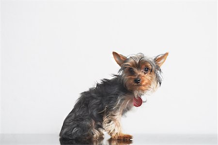 Portrait of Yorkshire Terrier Foto de stock - Direito Controlado, Número: 700-01429087