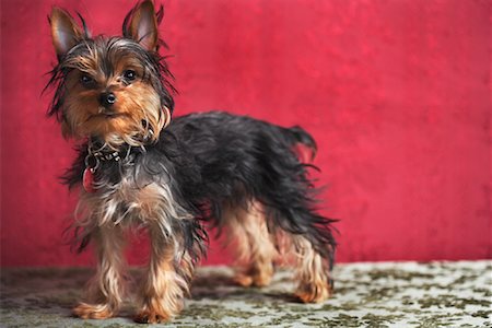 Portrait of Yorkshire Terrier Foto de stock - Con derechos protegidos, Código: 700-01429081