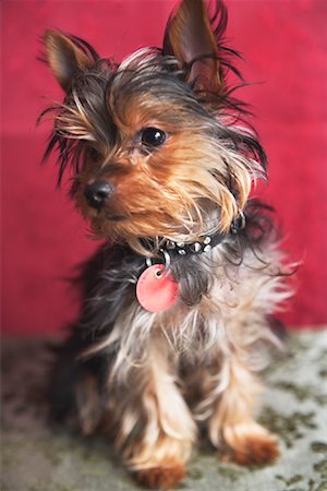 Portrait of Yorkshire Terrier Foto de stock - Direito Controlado, Número: 700-01429082