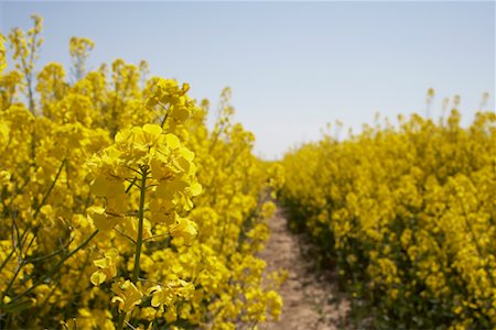 Rows of Canola Plants Foto de stock - Con derechos protegidos, Código: 700-01429113