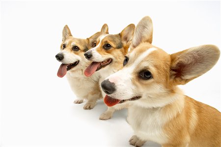 Corgies Stock Photo - Rights-Managed, Code: 700-01429206