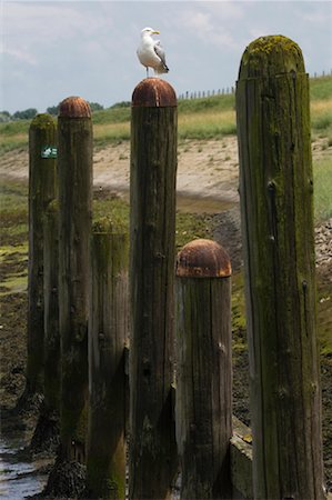 seagulls at beach - Mouette sur poteau, Zeeland, Pays-Bas Photographie de stock - Rights-Managed, Code: 700-01463937