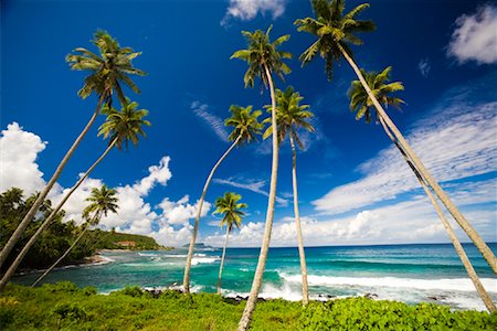 Palm Trees near Lepa, Upolu, Samoa Stock Photo - Rights-Managed, Code: 700-01519471
