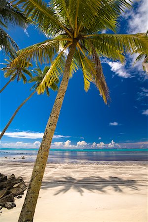 savaii - Palm Trees on Beach, Faga, Savaii, Samoa Fotografie stock - Rights-Managed, Codice: 700-01519494