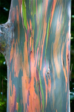 savaii - Close-up of Gum Tree, Savaii, Samoa Fotografie stock - Rights-Managed, Codice: 700-01519492