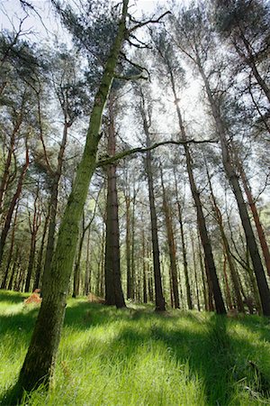 simsearch:700-02798155,k - Bäume, East Lothian, Schottland, UK Stockbilder - Lizenzpflichtiges, Bildnummer: 700-01538827