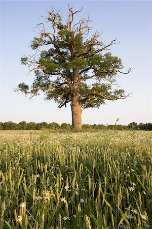 Vieux chêne blé champ, Devon, Angleterre, Royaume-Uni Photographie de stock - Rights-Managed, Code: 700-01538834
