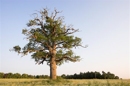 Vieux chêne blé champ, Devon, Angleterre, Royaume-Uni Photographie de stock - Rights-Managed, Code: 700-01538835