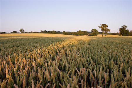 récolte des céréales - Blé champ, Devon, Angleterre, Royaume-Uni Photographie de stock - Rights-Managed, Code: 700-01538837