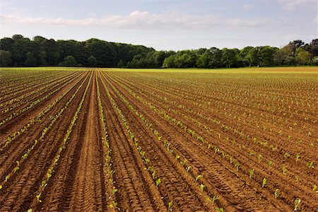 furrow rows - Field, East Lothian, Scotland, UK Stock Photo - Rights-Managed, Code: 700-01538882