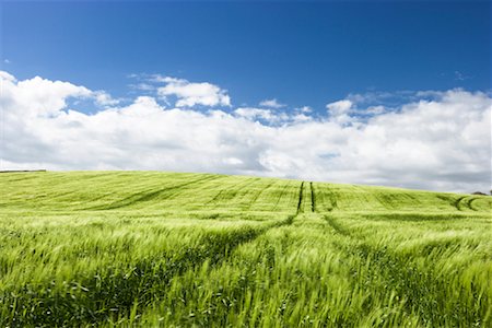 Green Wheat Field, Dumfries and Galloway, Scotland, United Kingdom Foto de stock - Con derechos protegidos, Código: 700-01538894