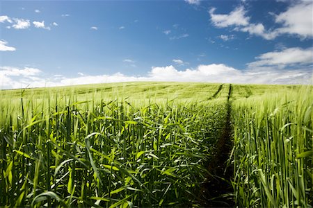 Green Wheat Field, Dumfries and Galloway, Scotland, United Kingdom Foto de stock - Con derechos protegidos, Código: 700-01538896