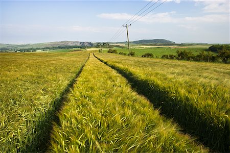 power lines country - Green Wheat Field, Fife, Scotland, United Kingdom Stock Photo - Rights-Managed, Code: 700-01538908