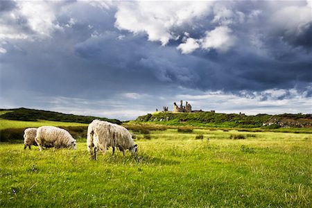 Moutons et Château de Dunstanburgh, Northumbria, Northumberland, Angleterre, Royaume-Uni Photographie de stock - Rights-Managed, Code: 700-01538952
