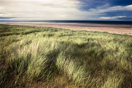 Grass at Beach, East Lothian, Scotland Stock Photo - Rights-Managed, Code: 700-01538978