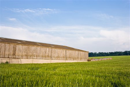 simsearch:700-02130868,k - Wheat Field, Midlothian, Scotland Foto de stock - Con derechos protegidos, Código: 700-01538979