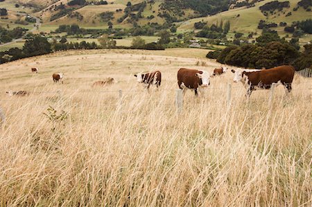 simsearch:693-03303720,k - Cows in Field, Akaroa, Banks Peninsula, New Zealand Fotografie stock - Rights-Managed, Codice: 700-01579482