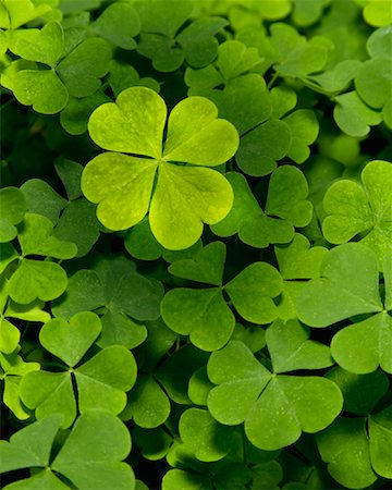 suerte - Four Leaf Clover Foto de stock - Con derechos protegidos, Código: 700-01571810