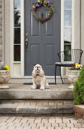 Portrait de chien de la maison Photographie de stock - Rights-Managed, Code: 700-01571954