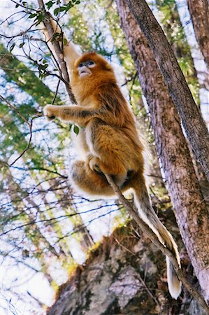 qinling mountains - Golden Monkey, Qinling Mountains, Shaanxi Province, China Foto de stock - Con derechos protegidos, Código: 700-01585975