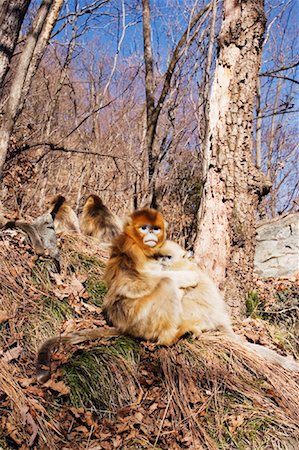 qinling mountains - Family of Golden Monkeys, Qinling Mountains, Shaanxi Province, China Foto de stock - Con derechos protegidos, Código: 700-01585976