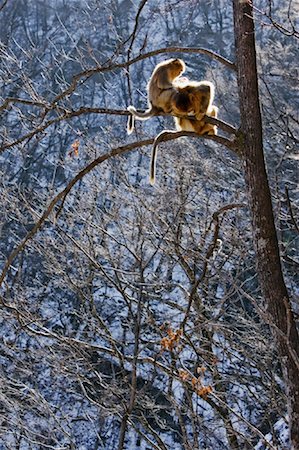 simsearch:700-01585986,k - Golden Monkeys Grooming in Tree, Qinling Mountains, Shaanxi Province, China Stock Photo - Rights-Managed, Code: 700-01585977