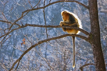 simsearch:700-01585982,k - Golden Monkey Sitting on Tree, Qinling Mountains, Shaanxi Province, China Stock Photo - Rights-Managed, Code: 700-01585978