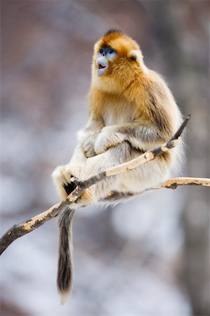 Golden Monkey Sitting on Branch, Qinling Mountains, Shaanxi Province, China Stock Photo - Rights-Managed, Code: 700-01585985