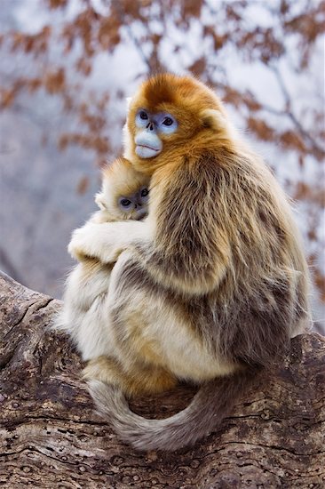 Mother and Young Golden Monkeys, Qinling Mountains, Shaanxi Province, China Stock Photo - Premium Rights-Managed, Artist: Jeremy Woodhouse, Image code: 700-01585987