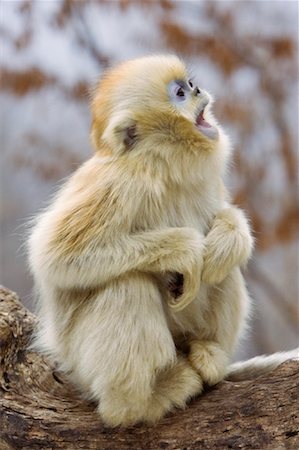simsearch:700-01585995,k - Junge Golden Monkey, Qinling-Gebirge, Shaanxi Provinz, China Stockbilder - Lizenzpflichtiges, Bildnummer: 700-01585988