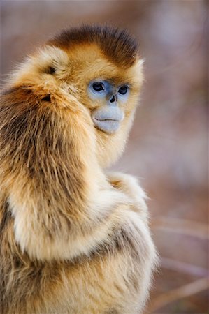 qinling mountains - Portrait of Golden Monkey, Qinling Mountains, Shaanxi Province, China Foto de stock - Con derechos protegidos, Código: 700-01585980