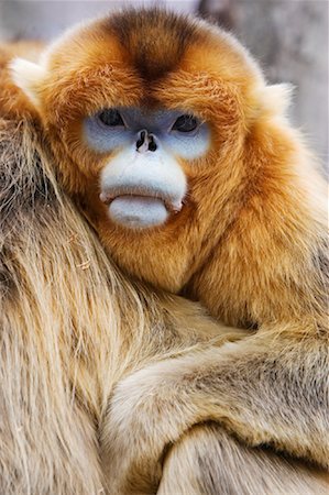 qinling mountains - Portrait of Golden Monkey, Qinling Mountains, Shaanxi Province, China Foto de stock - Con derechos protegidos, Código: 700-01585981