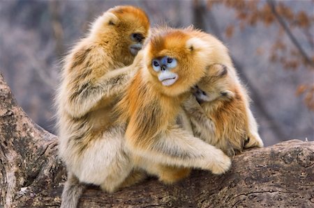 Golden Monkeys Grooming, Qinling Mountains, Shaanxi Province, China Stock Photo - Rights-Managed, Code: 700-01585983