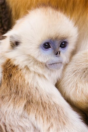 Baby Golden Monkey, Qinling Mountains, Shaanxi Province, China Stock Photo - Rights-Managed, Code: 700-01585995