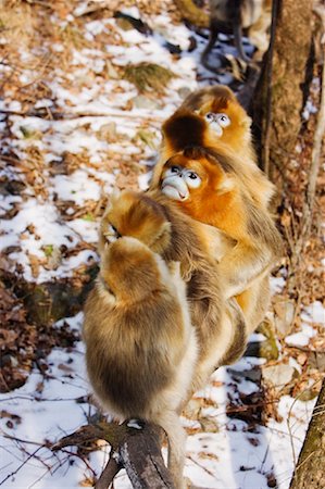 Golden Monkeys Sitting on Tree, Qinling Mountains, Shaanxi Province, China Stock Photo - Rights-Managed, Code: 700-01585999