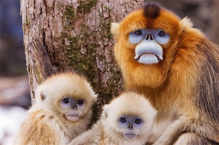 Mother and Young Golden Monkey, Qinling Mountains, Shaanxi Province, China Stock Photo - Rights-Managed, Code: 700-01585993