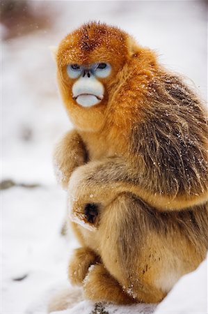simsearch:700-01585987,k - Portrait of Golden Monkey, Qinling Mountains, Shaanxi Province, China Foto de stock - Direito Controlado, Número: 700-01586006