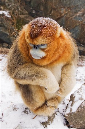 Golden Monkey, Qinling Mountains, Shaanxi Province, China Stock Photo - Rights-Managed, Code: 700-01586007