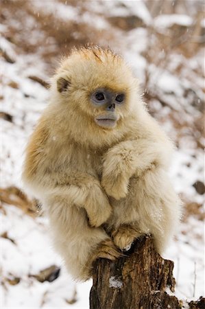 simsearch:700-01585995,k - Junge Golden Monkey, Qinling-Gebirge, Shaanxi Provinz, China Stockbilder - Lizenzpflichtiges, Bildnummer: 700-01586008