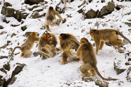 qinling mountains - Territorial Dispute Between Male Golden Monkeys, Qinling Mountains, Shaanxi Province, China Foto de stock - Con derechos protegidos, Código: 700-01586012