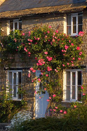 english cottage with rose bushes - English Cottage, Sherborne, Dorset, England Stock Photo - Rights-Managed, Code: 700-01586074