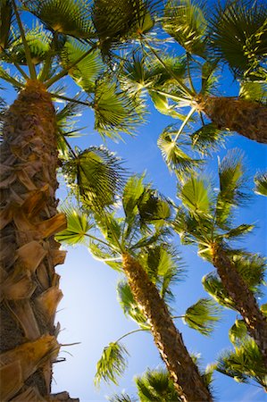palm tree trunk - Fan Palms Stock Photo - Rights-Managed, Code: 700-01586071