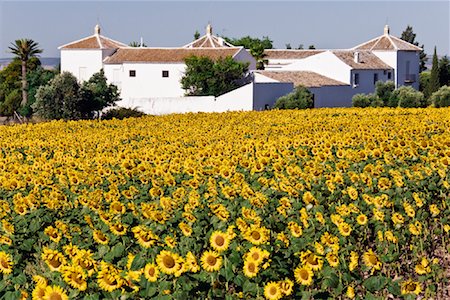 Field of Sunflowers and Farmhouse, Andalucia, Spain Stock Photo - Rights-Managed, Code: 700-01587226