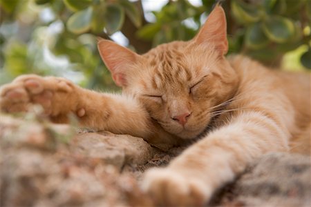 paresseux (animal) - Sleeping Cat Photographie de stock - Rights-Managed, Code: 700-01587353