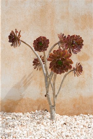 succulent flowers - Plant Against Wall Stock Photo - Rights-Managed, Code: 700-01587387