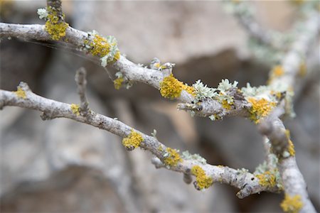 spanish moss - Close-Up of Tree Branch Stock Photo - Rights-Managed, Code: 700-01587390