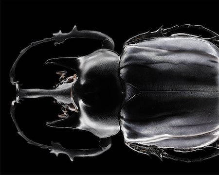 detailed close up shells - Close-Up of Insect Stock Photo - Rights-Managed, Code: 700-01581936