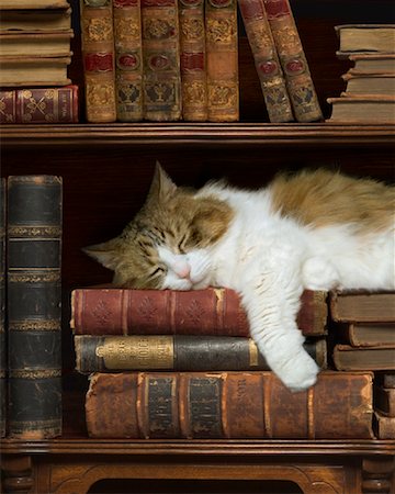 Cat Sleeping on Bookshelf Stock Photo - Rights-Managed, Code: 700-01595870